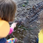 A sunflower sea star!