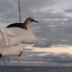 Booby bird hitches a ride