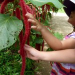 “These look like Dr. Suess plants!” (Fatu Hiva)