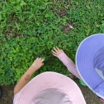 Exploring new plants (these “sensitive plants” curl up when you touch them!)