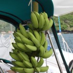 Bananas in the cockpit!