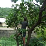 With permission from the tree owner, Michael harvests some pamplemousse