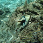 Picasso fish (Fakarava)