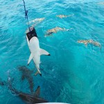 Teasing sharks (no animals were hurt in the making of this photo) – Fakarava